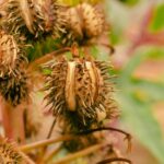 does castor oil expire