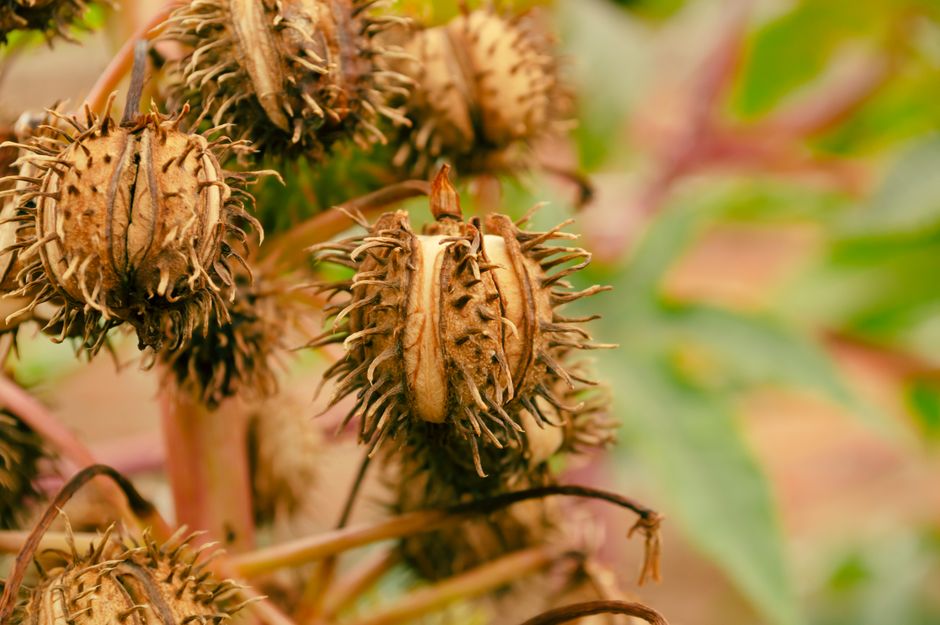 does castor oil expire