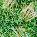 does green tea lower cortisol and reduce stress