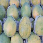 does papaya enzyme help with bloating what science says