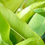 green tea to reduce inflammation