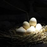 how are eggs retrieved for ivf what to expect