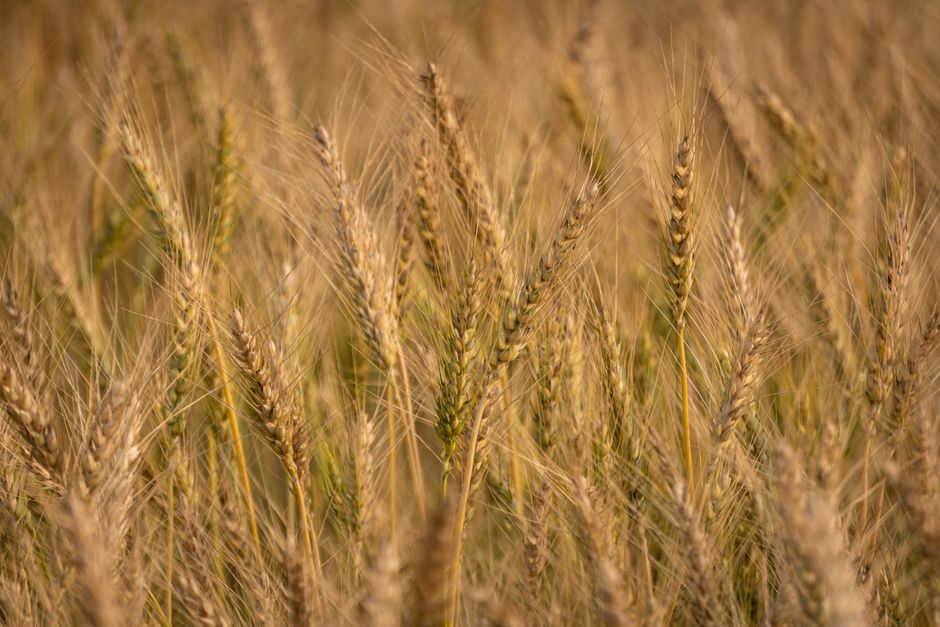 how common is a gluten allergy the real numbers