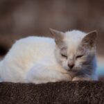 how common is toxoplasmosis