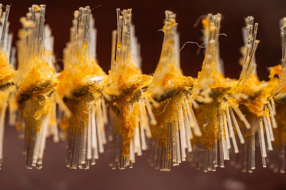 how decomposing bacteria break down organic matter