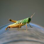 how do bed bugs look