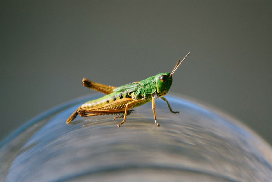 how do bed bugs look