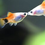 how do black mollies mate and give birth to fry