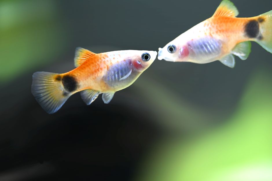 how do black mollies mate and give birth to fry