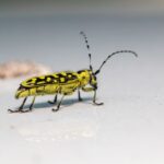 how do bugs move