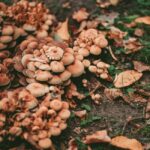 how do i know if i have a fungal infection