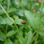 how do ladybugs reproduce the complete life cycle
