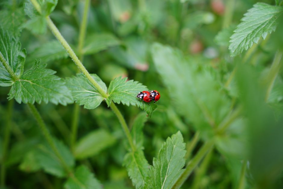how do ladybugs reproduce the complete life cycle