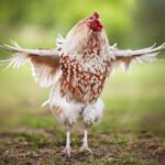 how does chicken pox virus spread
