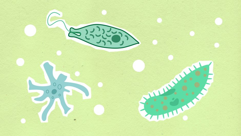 how does the cell membrane interact with other organelles