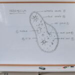 how eukaryotes regulate gene expression at every level