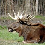 how fast can a moose run
