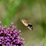 how get rid of moths