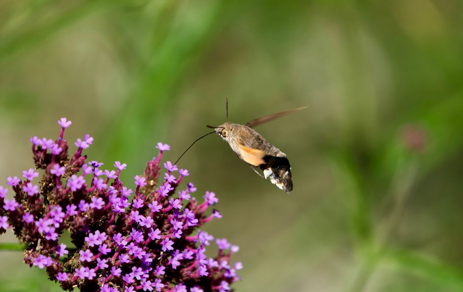 how get rid of moths