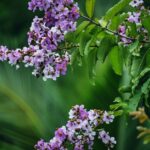 how lagerstroemia speciosa lowers blood sugar