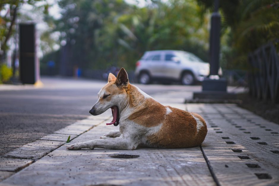 how long can you wait to get a rabies shot
