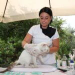 how long do flea treatment side effects last in pets