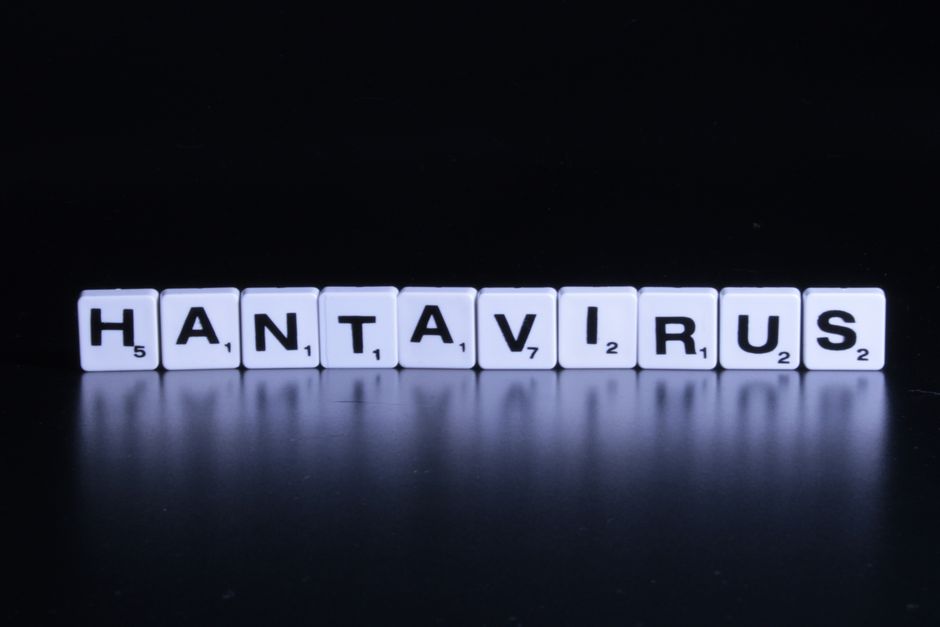 how long does hantavirus live in droppings