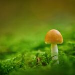 how long does shroom trip last