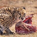how long should you stay on the carnivore diet