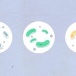 how morphogens shape cell fate and embryonic development