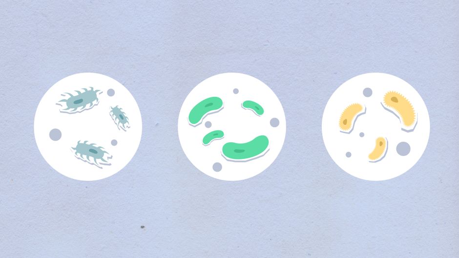 how morphogens shape cell fate and embryonic development