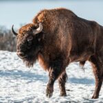 how much do bison weigh