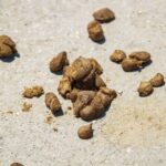 how much feces can the colon hold