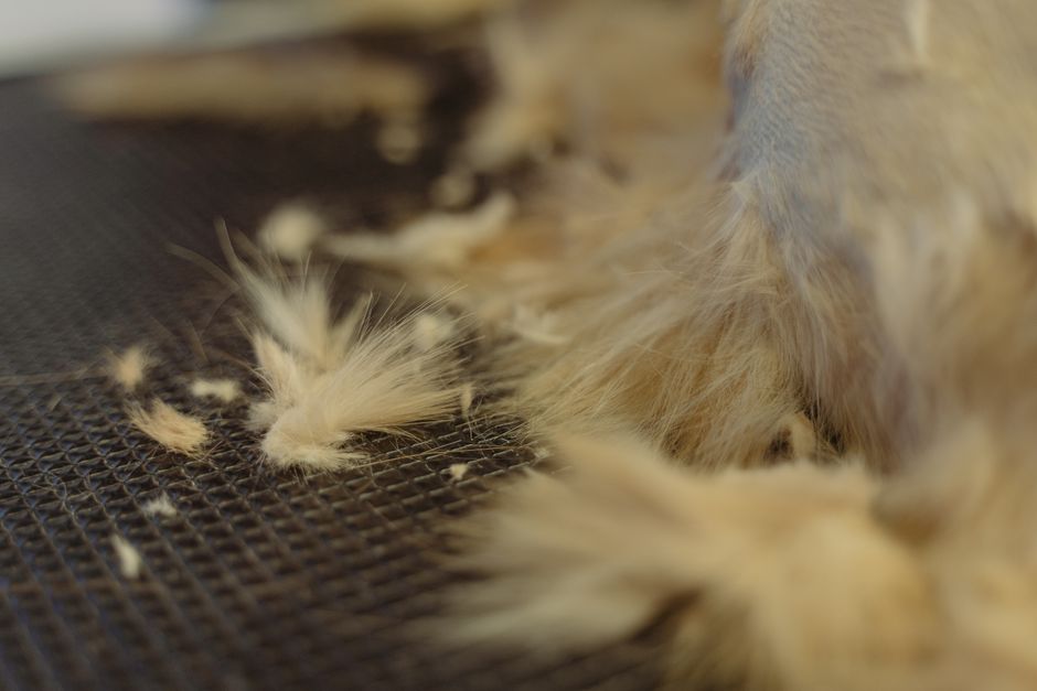 how much hair do you shed a day whats normal