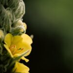 how much mullein tea should i drink per day