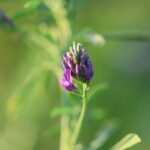 how much protein is in alfalfa hay by grade