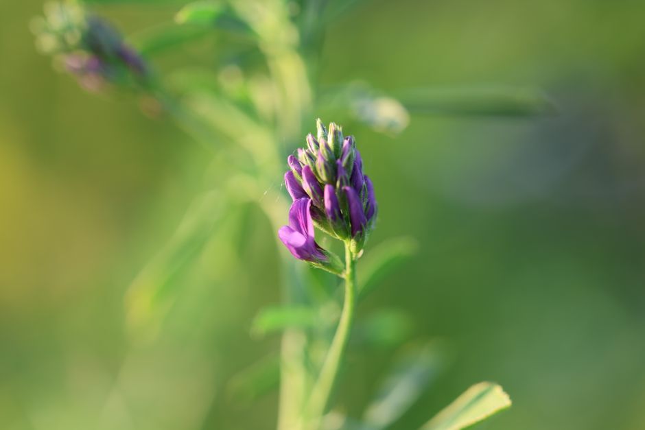 how much protein is in alfalfa hay by grade