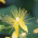 how much st johns wort should i take for depression