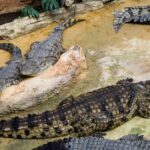 how often does a crocodile eat