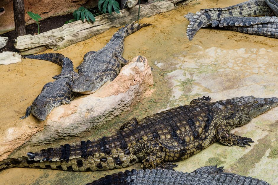 how often does a crocodile eat
