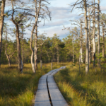 how the methylation pathway works in the body