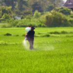 how to apply urea fertilizer on lawn without burning