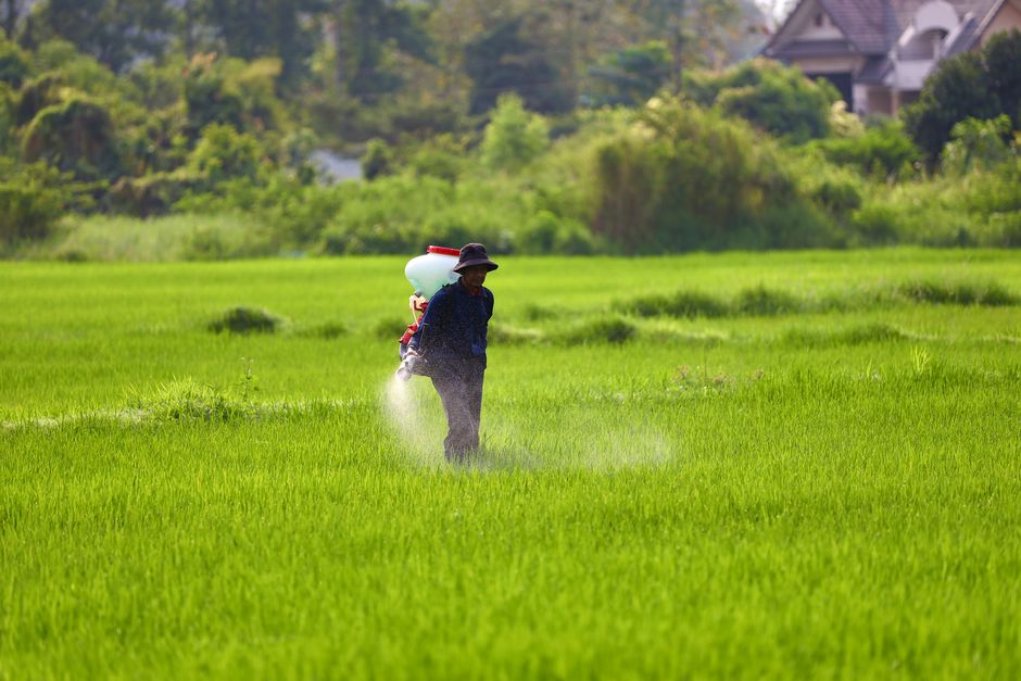 how to apply urea fertilizer on lawn without burning