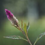 how to approach celosia winter care