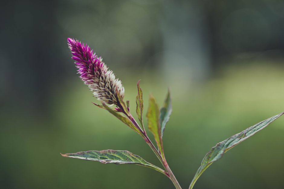how to approach celosia winter care