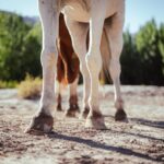 how to avoid charley horses