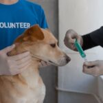 how to avoid the rabies vaccine when to skip it