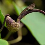 how to care for a cobra lily darlingtonia californica