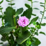 how to care for a robbie kalanchoe
