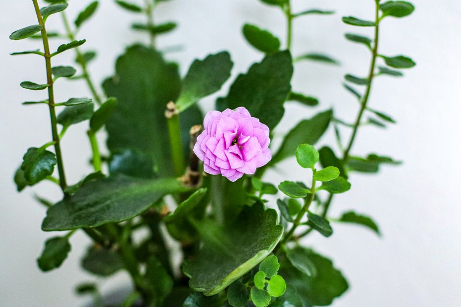 how to care for a robbie kalanchoe